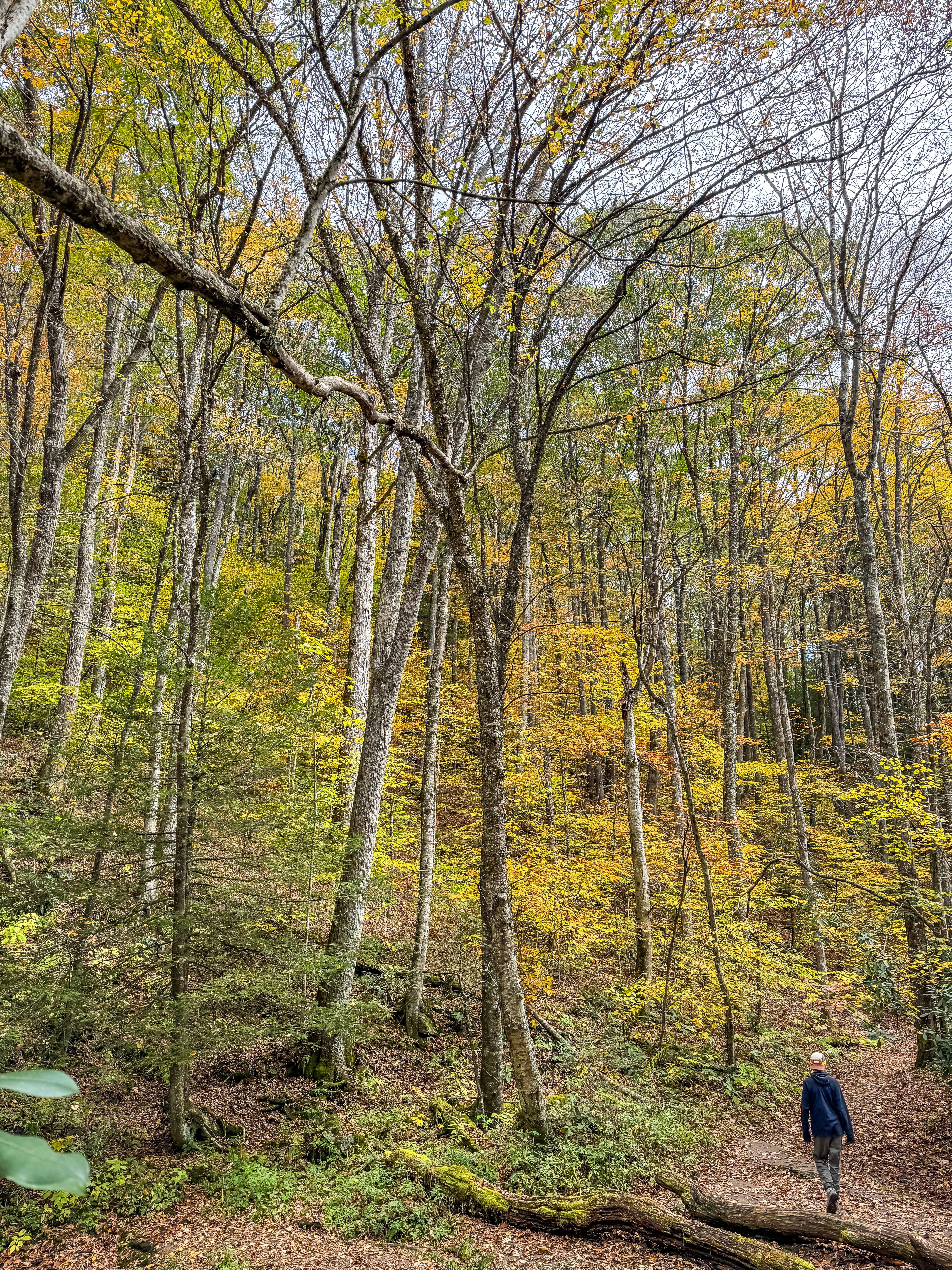 Cranberry Glades Botanical Area