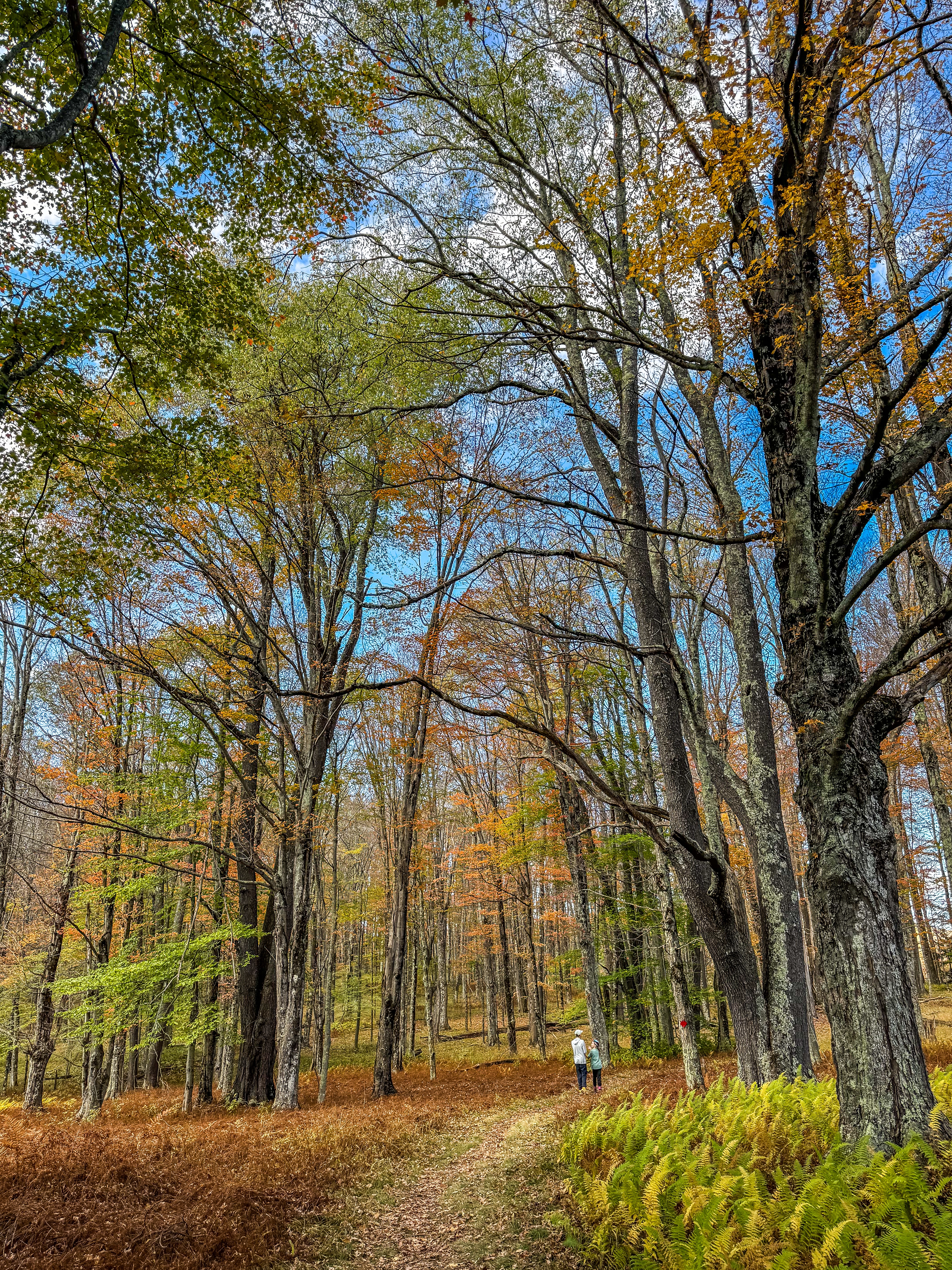 Canaan Valley Resort State Park: 1 Day Itinerary